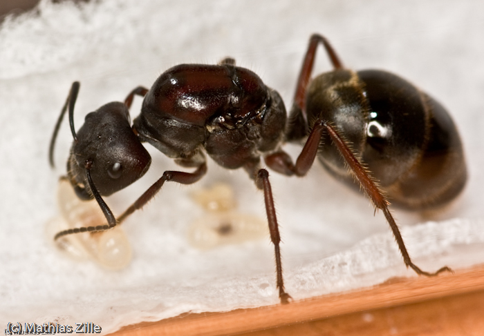 Camponotus suffusus